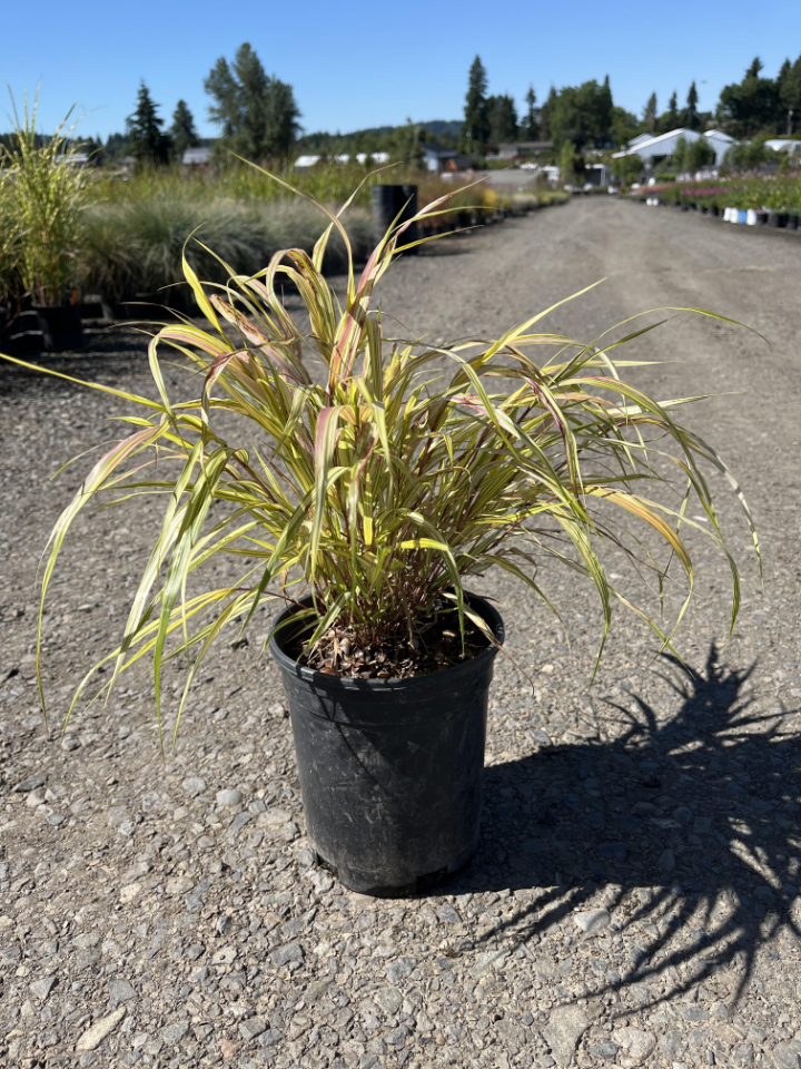 Aureola Japanese Forest Grass