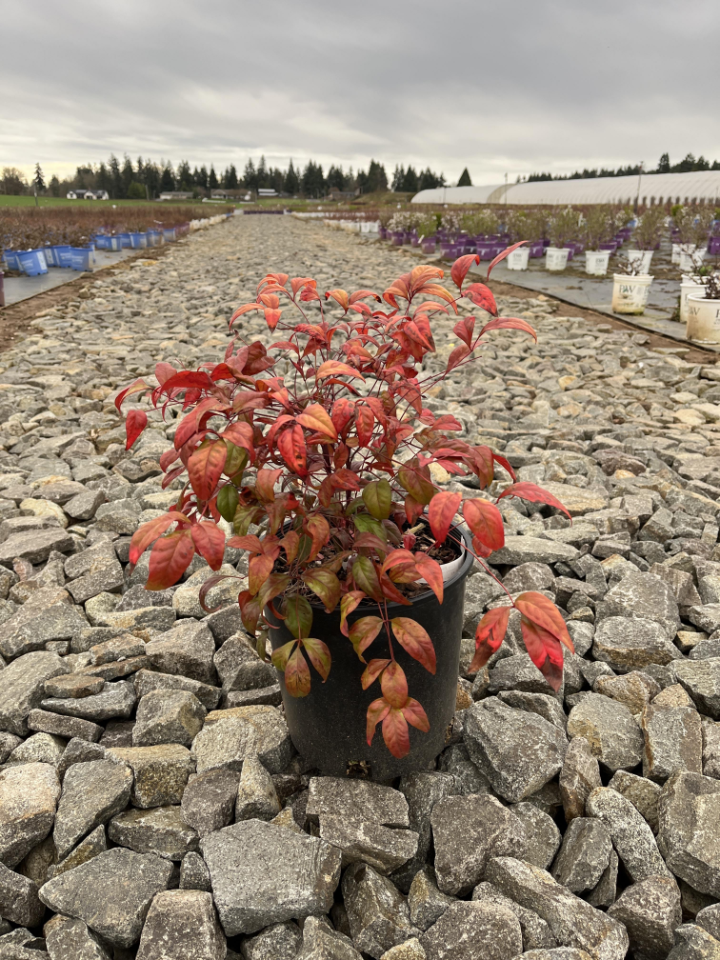 Evergreen Shrubs