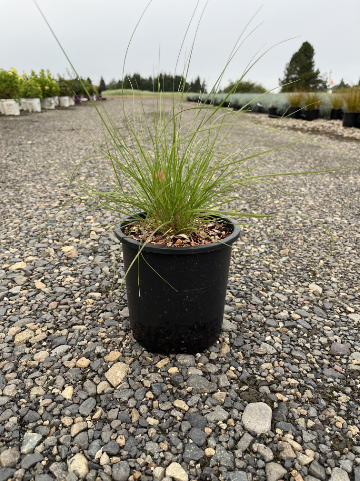 Prairie Dropseed