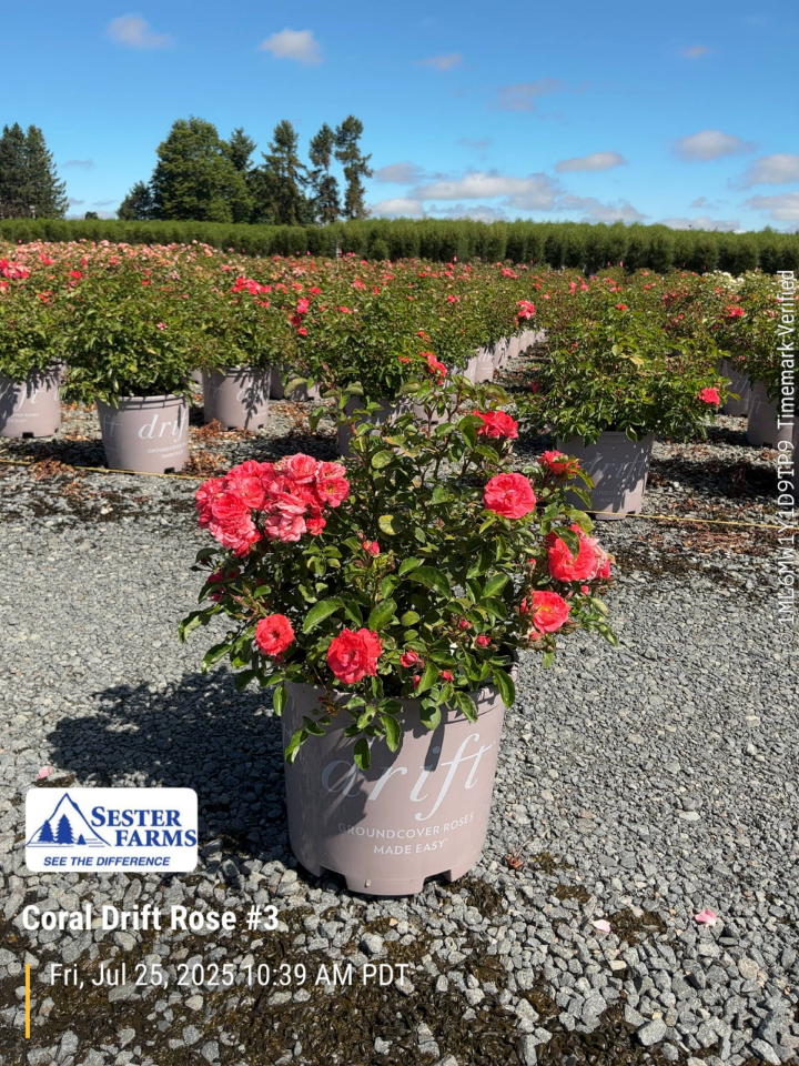 Coral Drift® Rose True 3 Gallon **