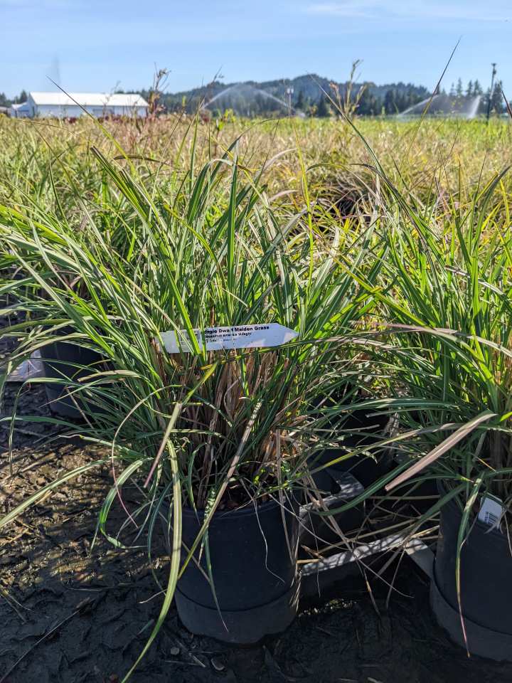 Adagio Dwarf Maiden Grass  #1